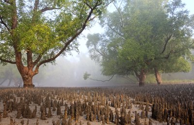 Sundarban - Unbekannt Unbekannt